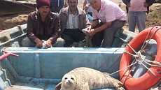 Иранские экологи озабочены резким снижением популяции тюленей на Каспии