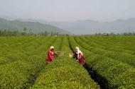 شمال ایران بیش از 14 هزار تن چای تولید کرد