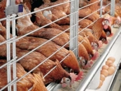 ایران ششمین تولید کننده مرغ جهان