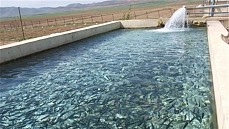سالانه یک میلیون و 200 هزارتن ماهی در ایران تولید می شود