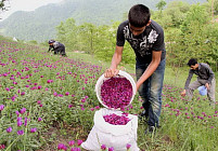 ایران در پی کاشت گیاهان دارویی در مراتع