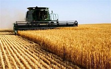 ایران تولید گندم را به صددرصد رساند و نیازی به واردات ندارد